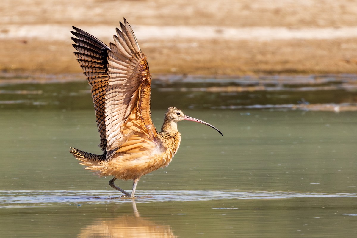 Long-billed Curlew - ML608695022