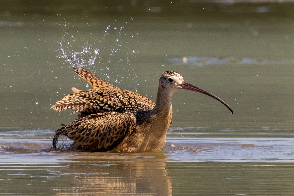Long-billed Curlew - ML608695128
