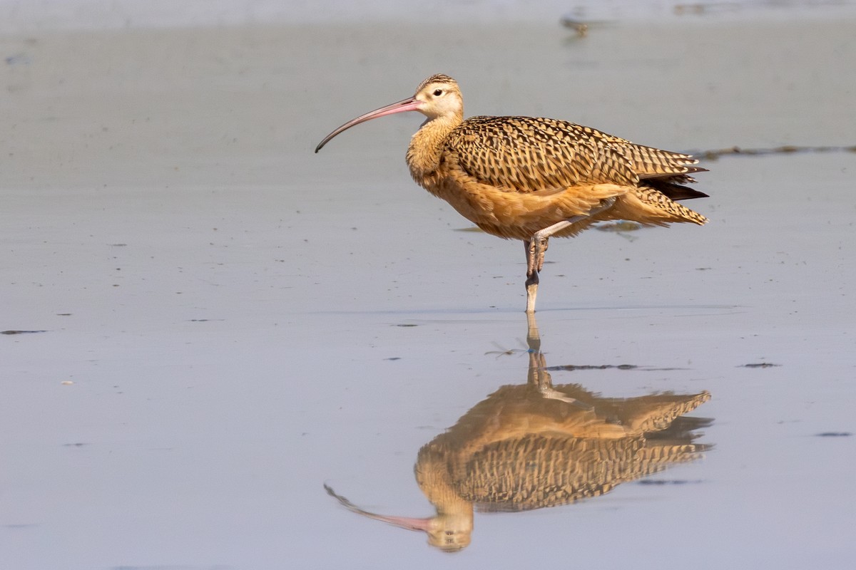 Long-billed Curlew - ML608695131