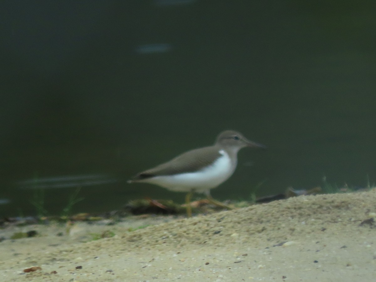Spotted Sandpiper - Alan Boyd