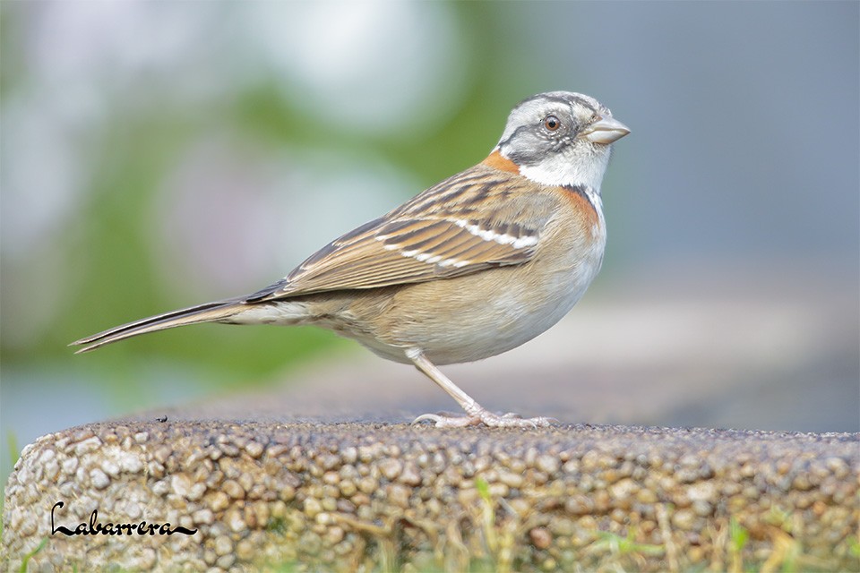 Rufous-collared Sparrow - ML608696728