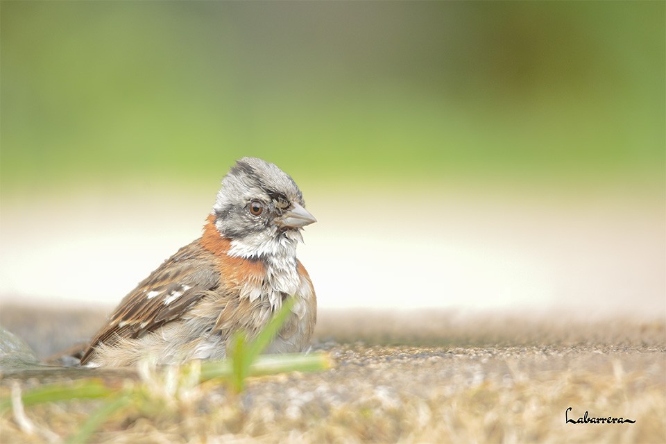 Rufous-collared Sparrow - ML608696729