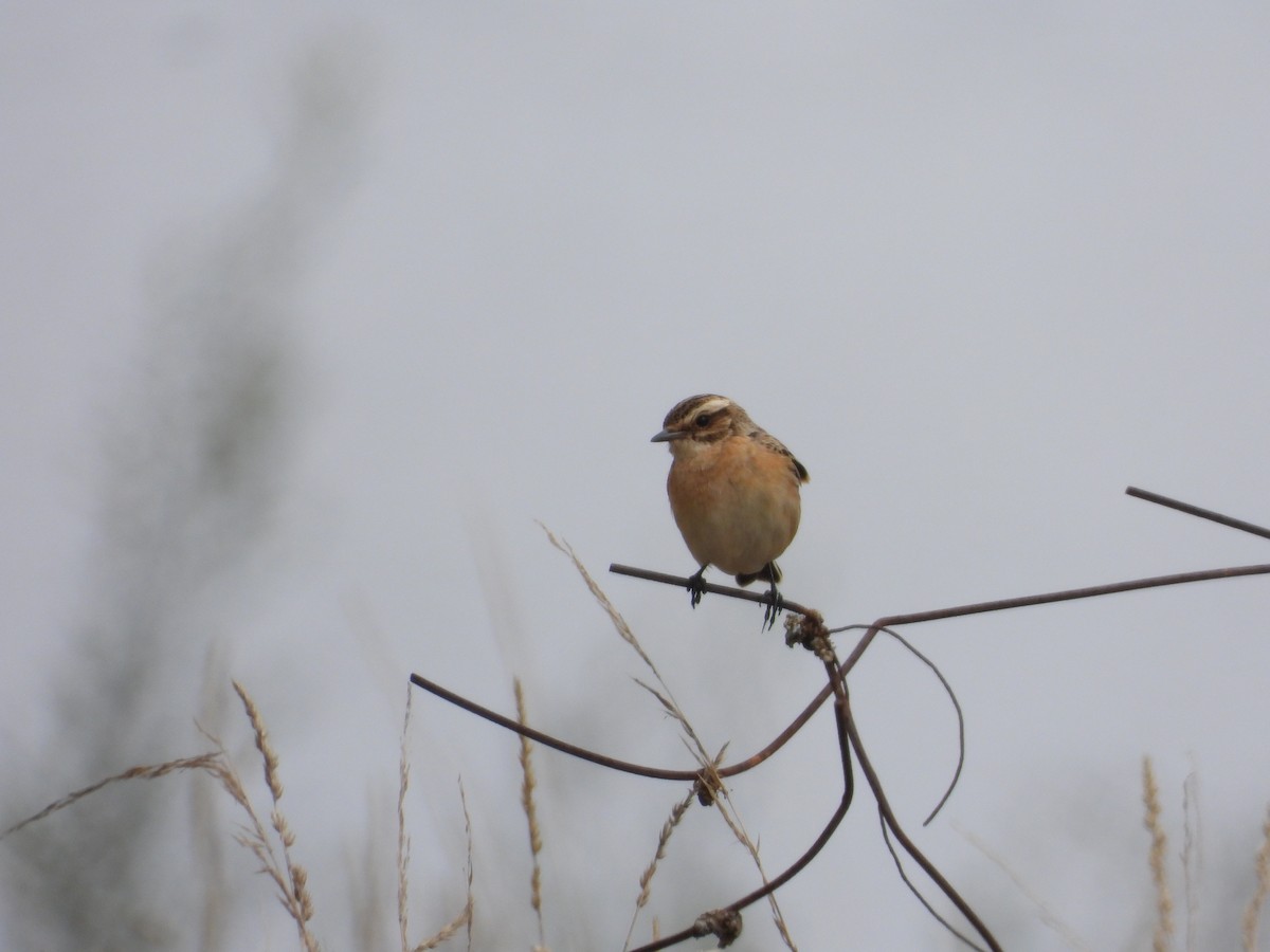 Whinchat - ML608696786