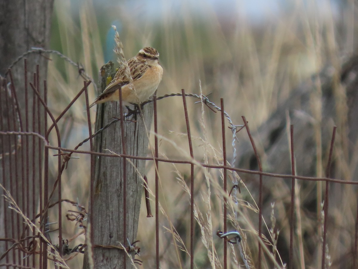 Whinchat - ML608696862