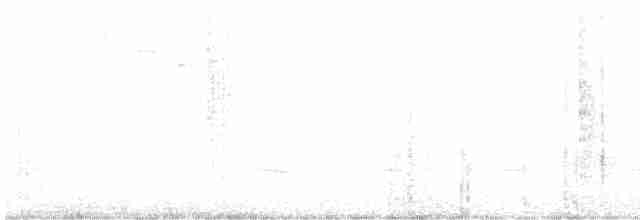 White-tailed Starfrontlet - ML608697072