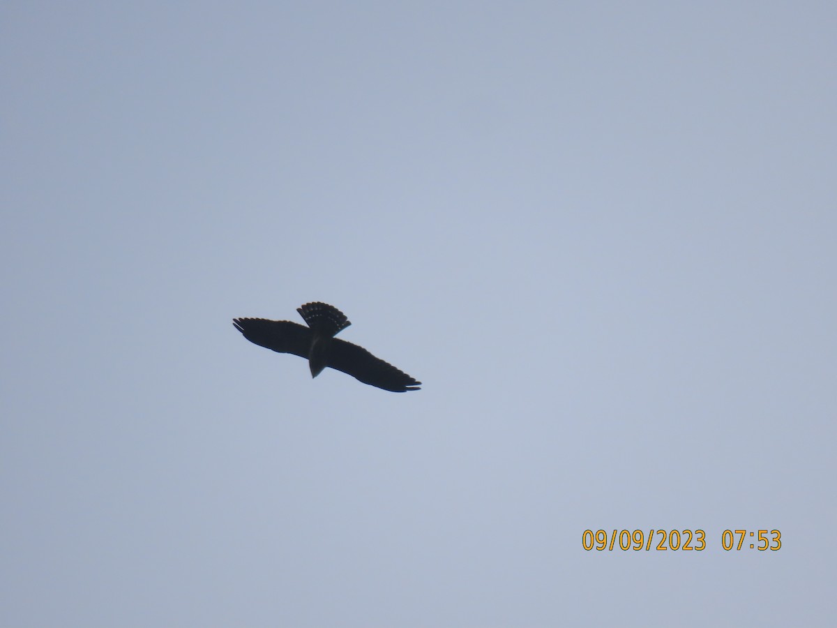 eBird Checklist 9 Sep 2023 Twin Tree Park, Cape Girardeau USMO 37.