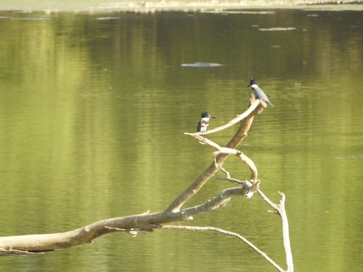 Belted Kingfisher - ML608697788