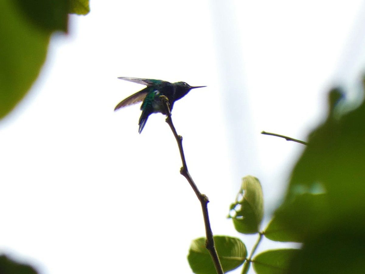 Black-bellied Hummingbird - Andros Huff Gimbel