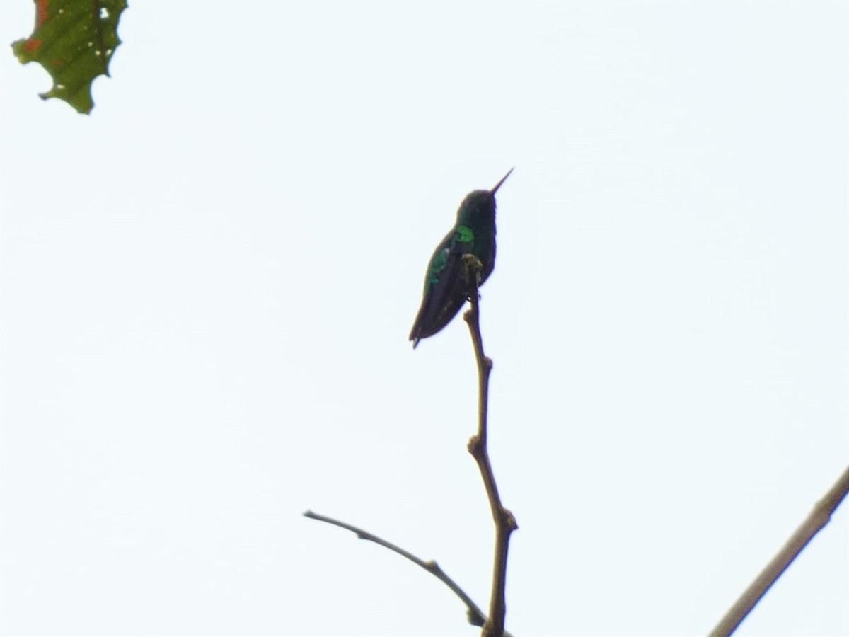 Black-bellied Hummingbird - ML608697913