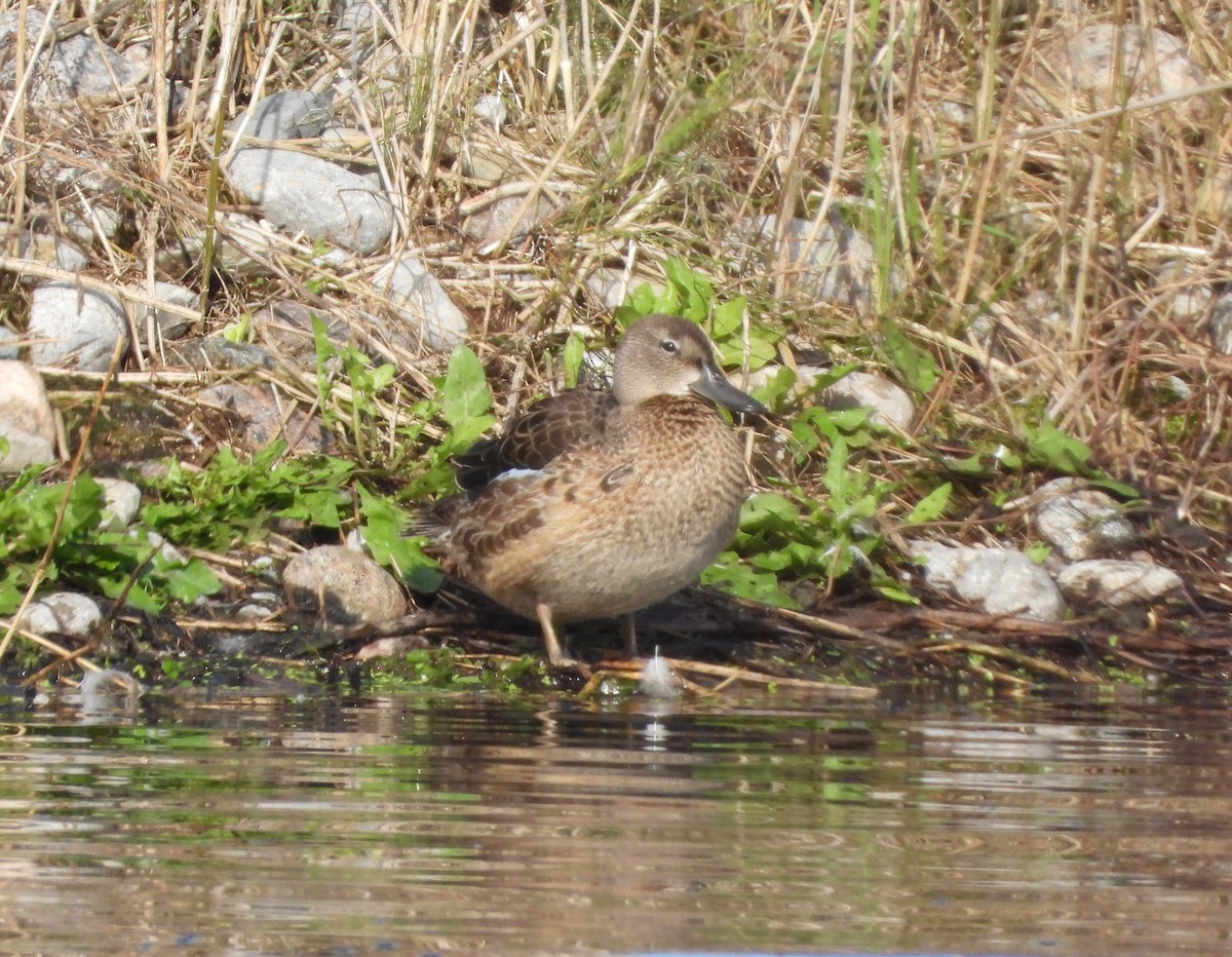Blue-winged Teal - ML608698509