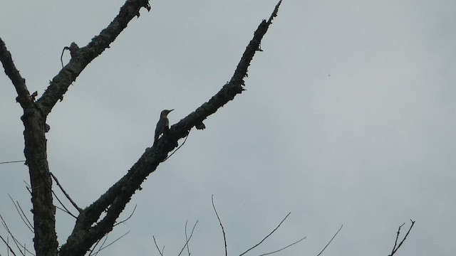 Red-bellied Woodpecker - ML608698515