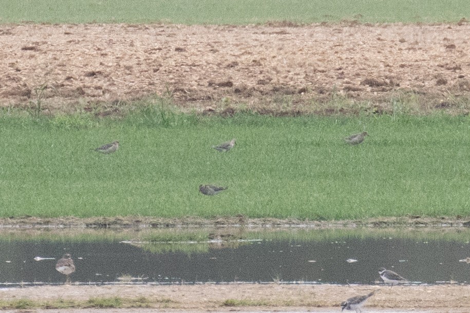 eBird Checklist 10 Sep 2023 Reed Sod Farm / Old York Road (Monmouth