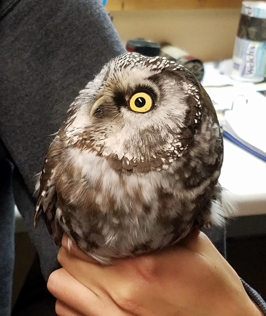 Boreal Owl (Richardson's) - ML608698820