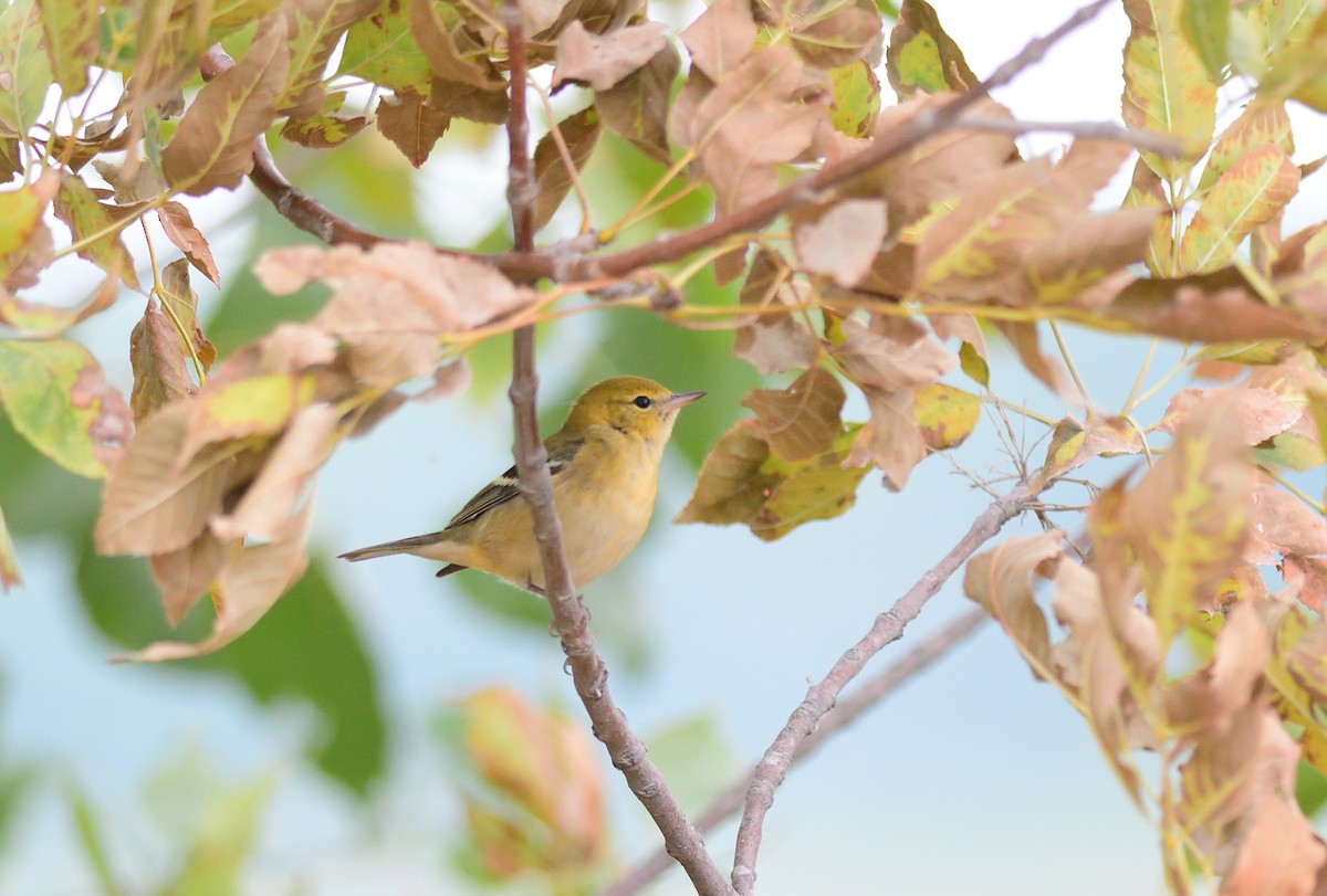 Bay-breasted Warbler - ML608698897