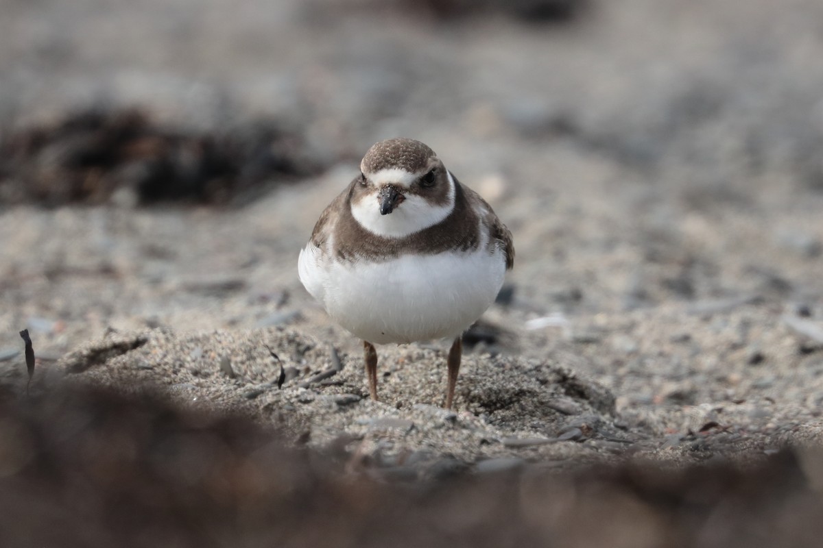 Semipalmated Plover - ML608699763