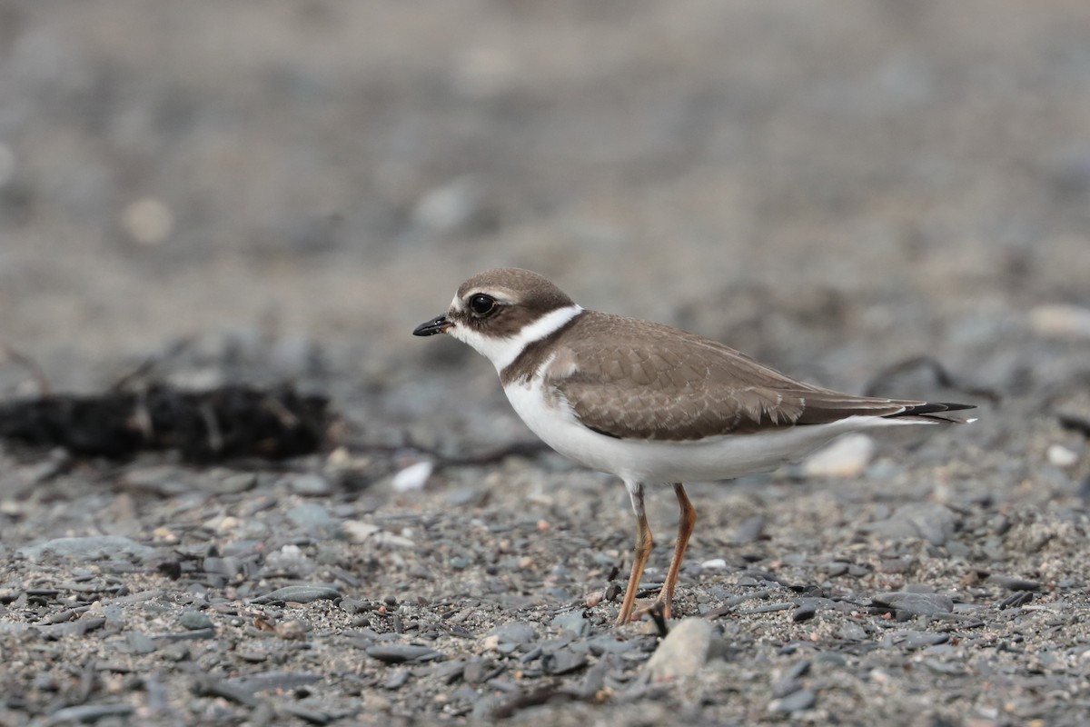 Semipalmated Plover - ML608699764