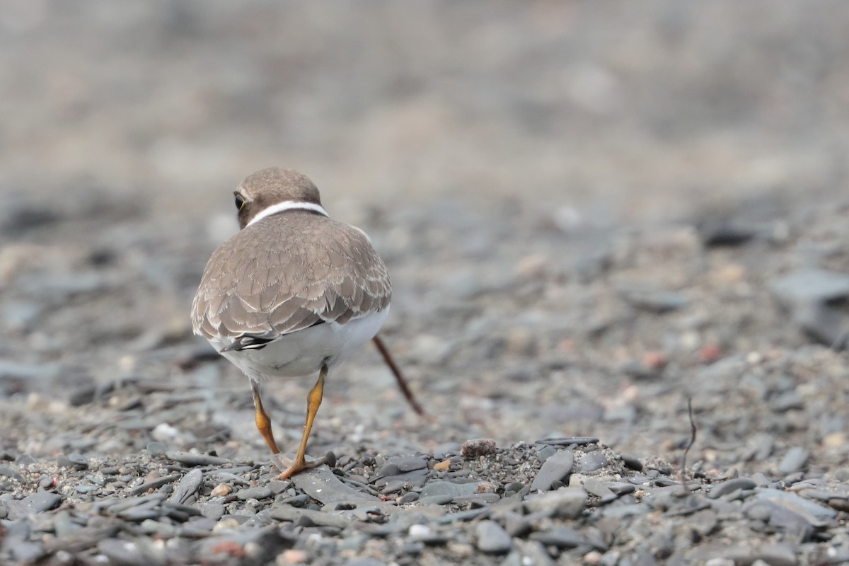 Semipalmated Plover - ML608699765