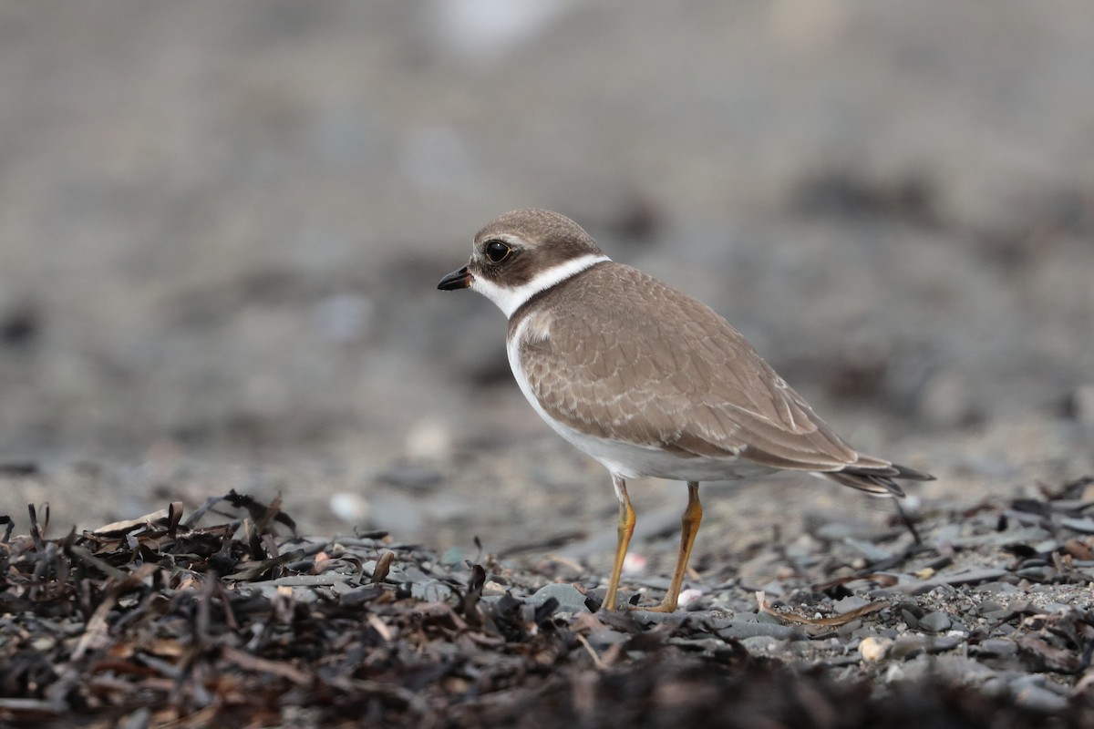 Semipalmated Plover - ML608699766