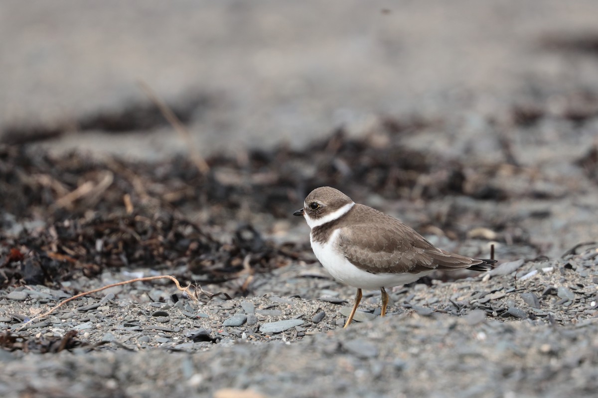Semipalmated Plover - ML608699768