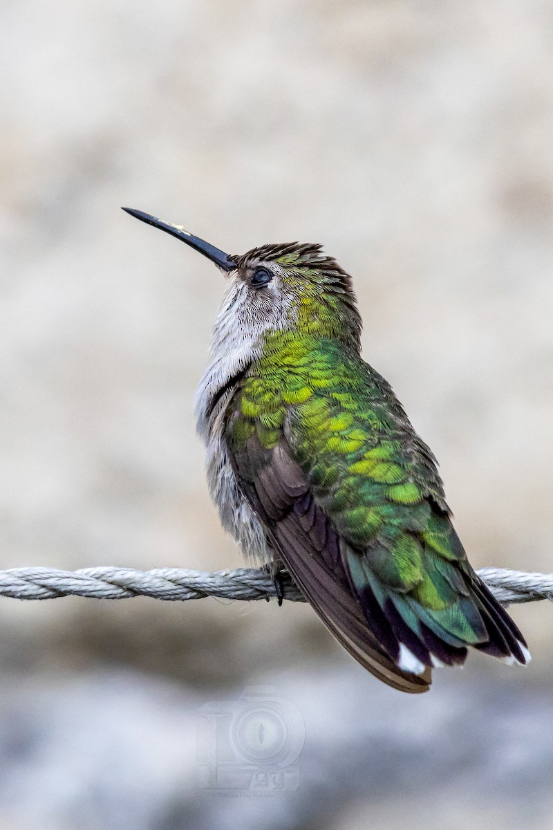 Costa's Hummingbird - ML608700474
