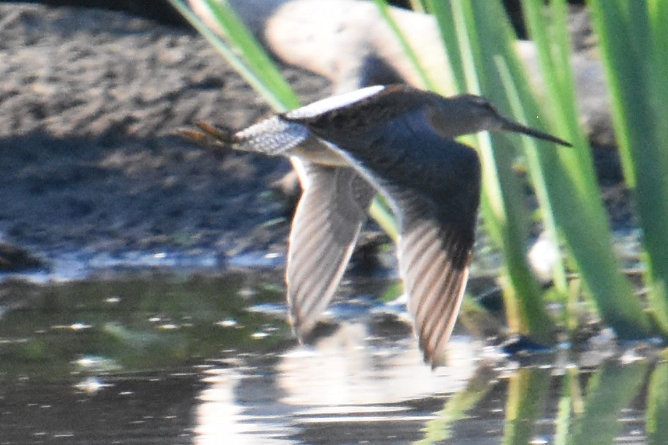 Long-billed Dowitcher - ML608700731