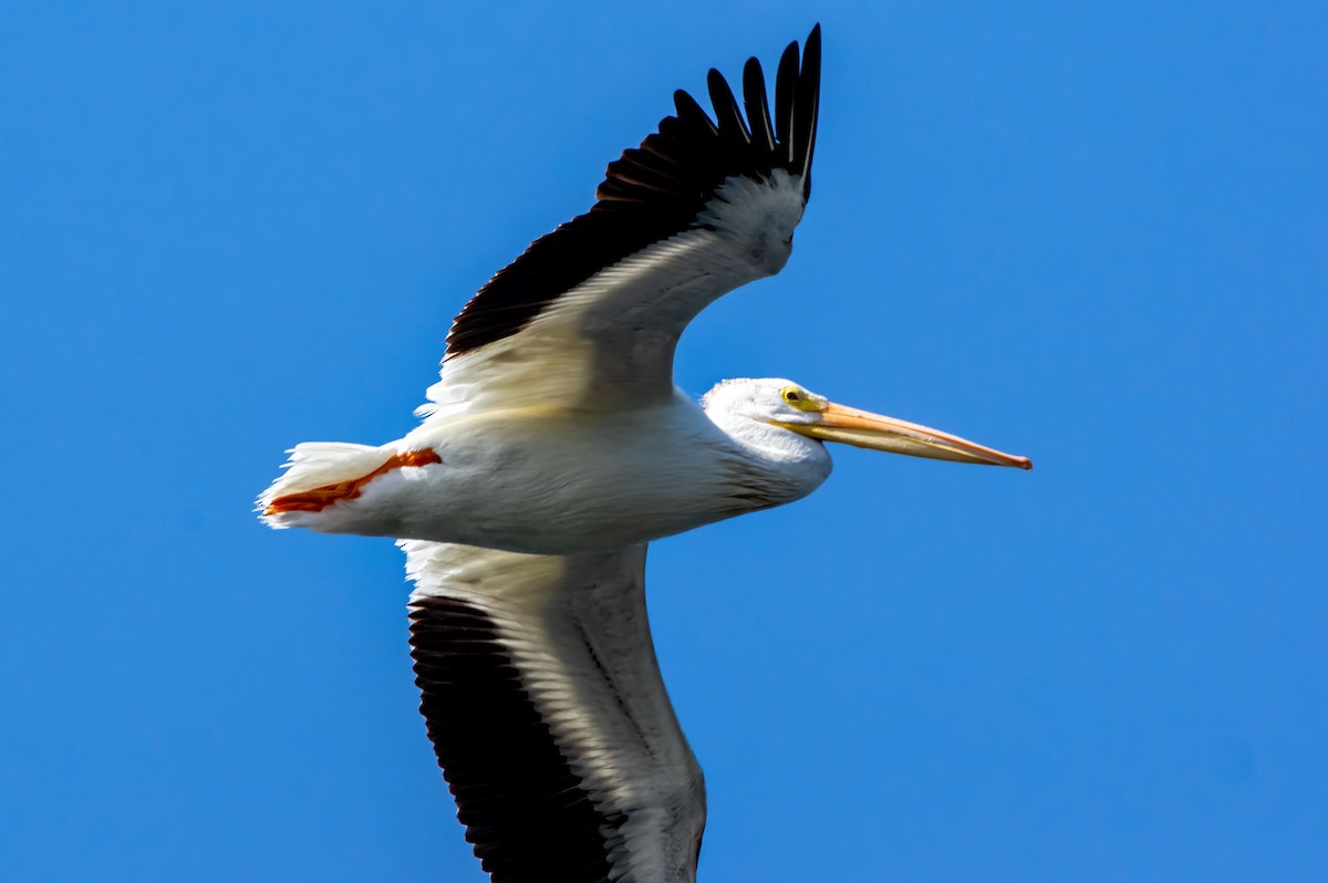 American White Pelican - Phil Kahler
