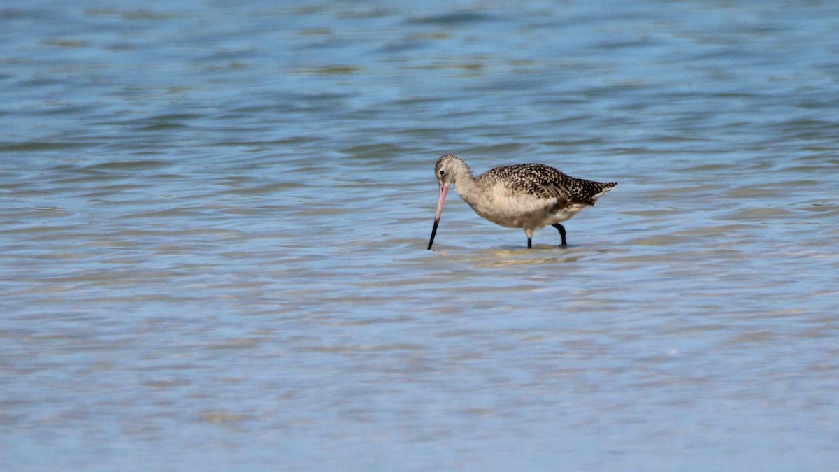 Marbled Godwit - ML608702125