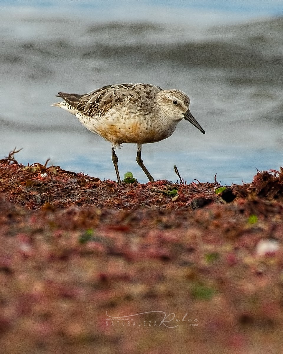 Red Knot - ML608702377