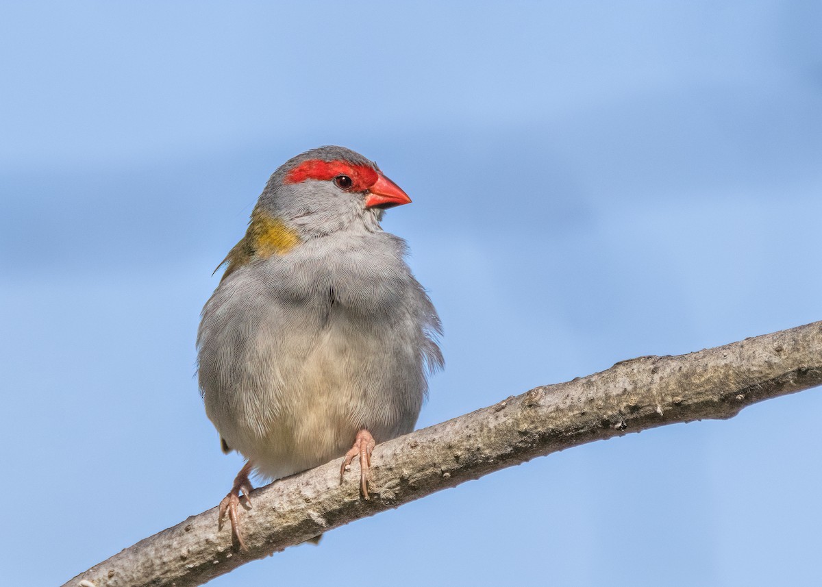 Red-browed Firetail - ML608702623