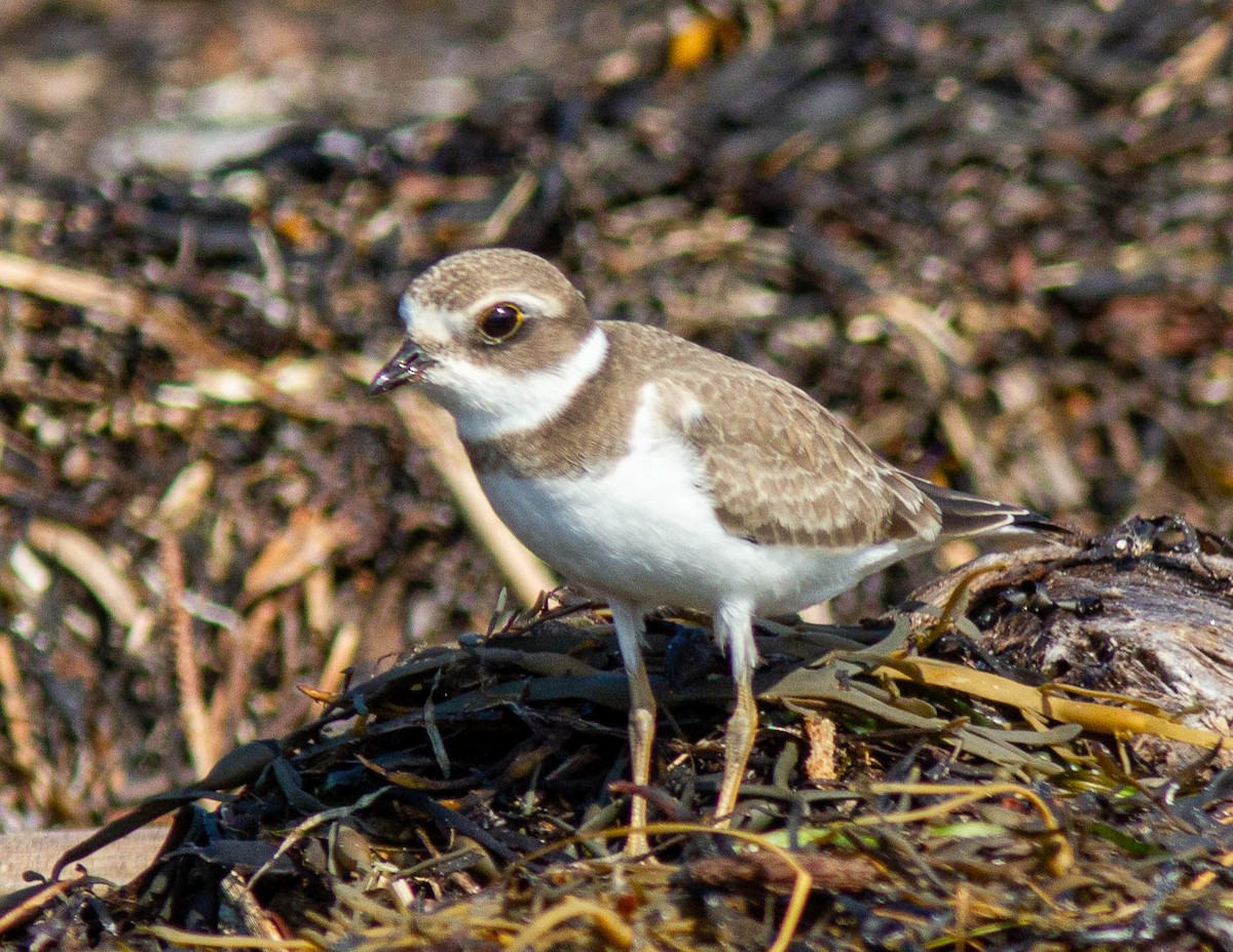 Semipalmated Plover - ML608702785