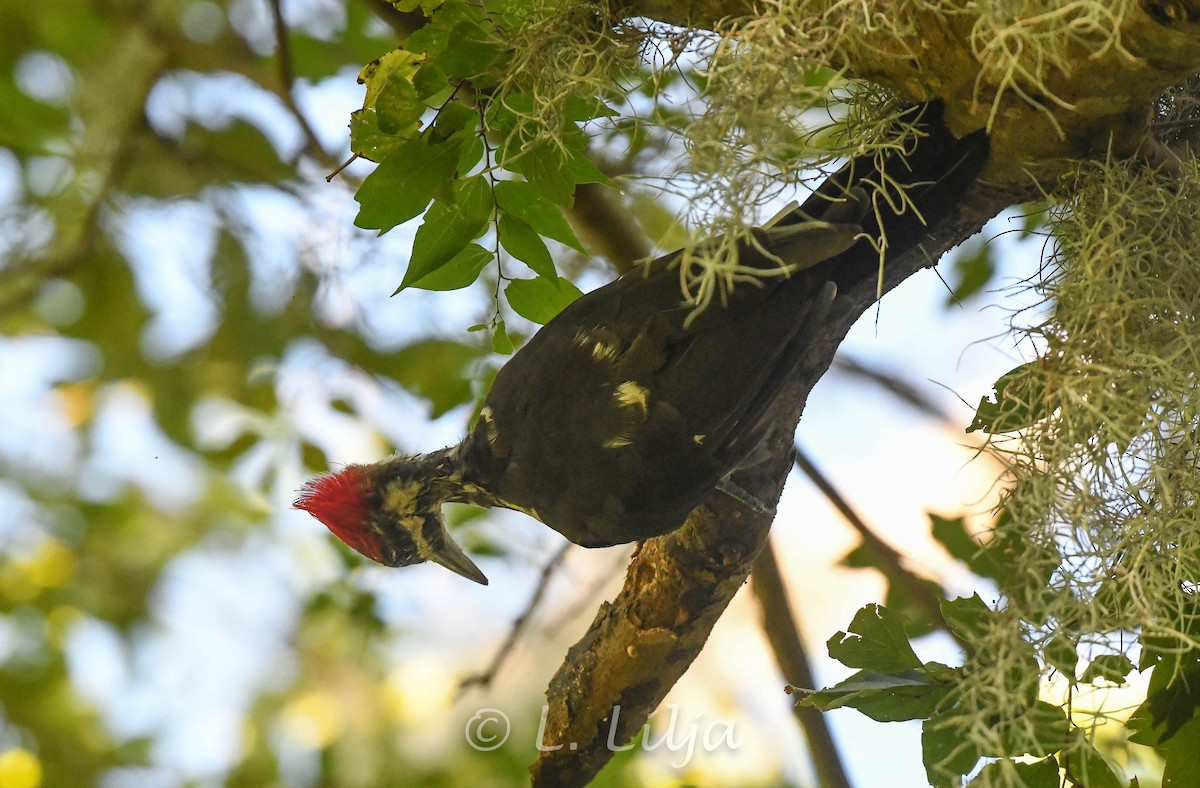 Pileated Woodpecker - Lorri Lilja