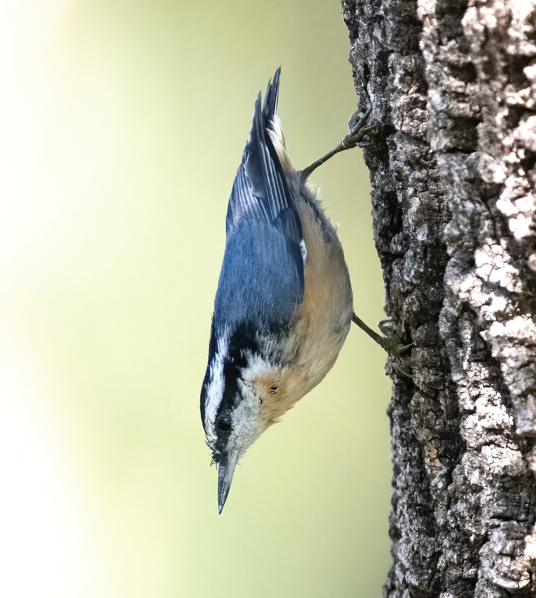 Red-breasted Nuthatch - ML608703089