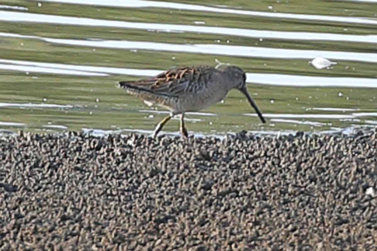 Long-billed Dowitcher - ML608704387