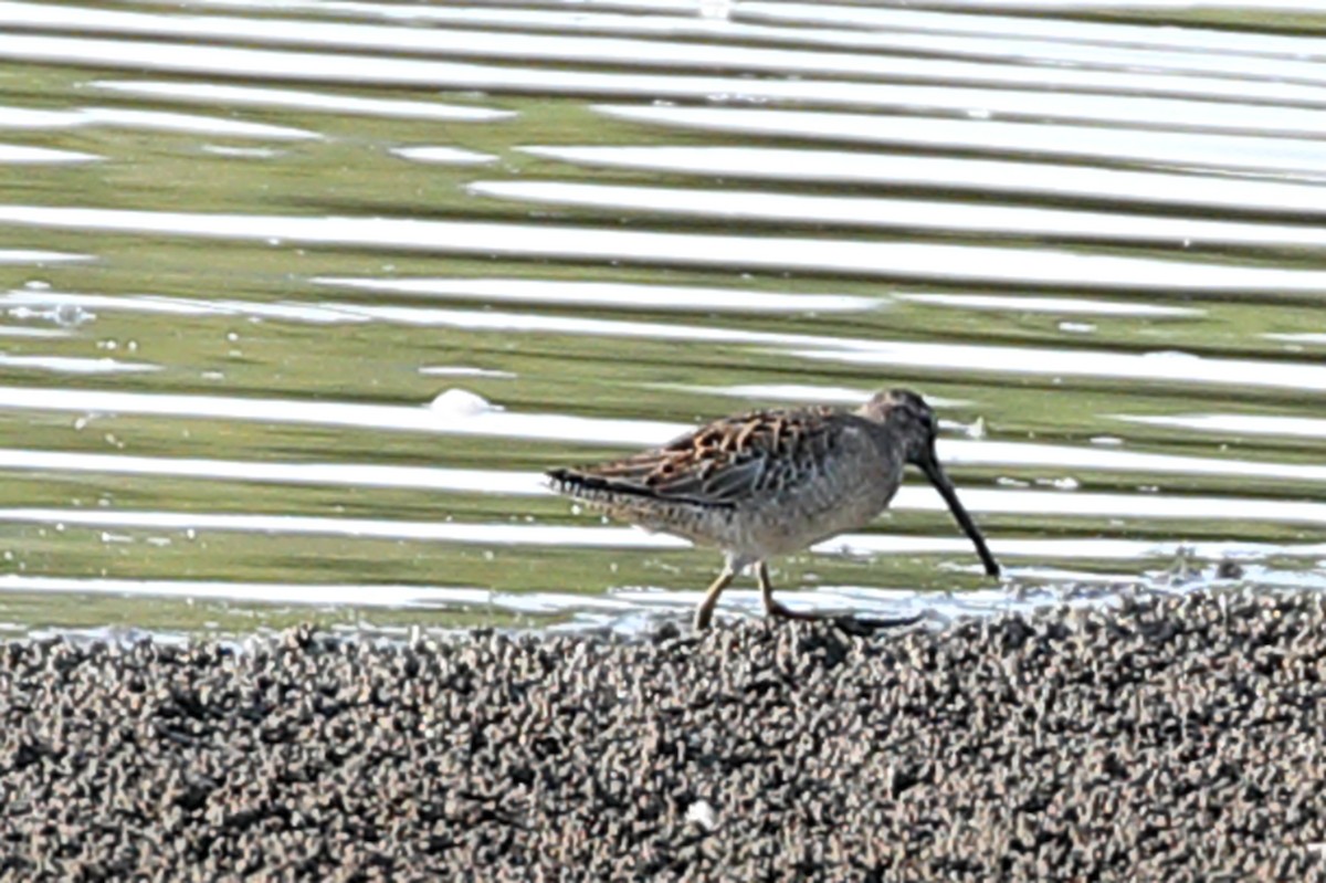 Long-billed Dowitcher - ML608704388