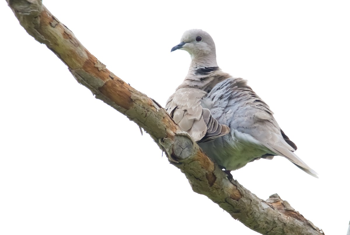 Eurasian Collared-Dove - ML608704403