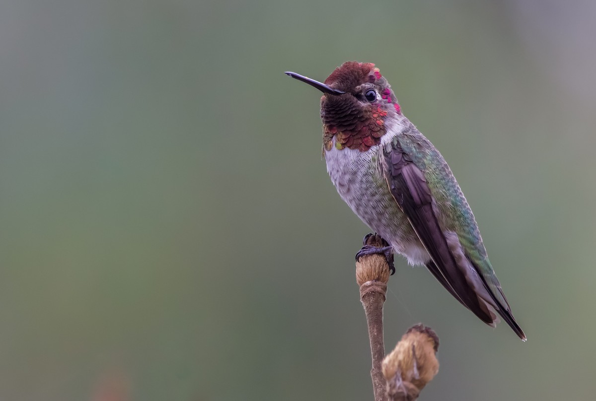 Anna's Hummingbird - ML608704405