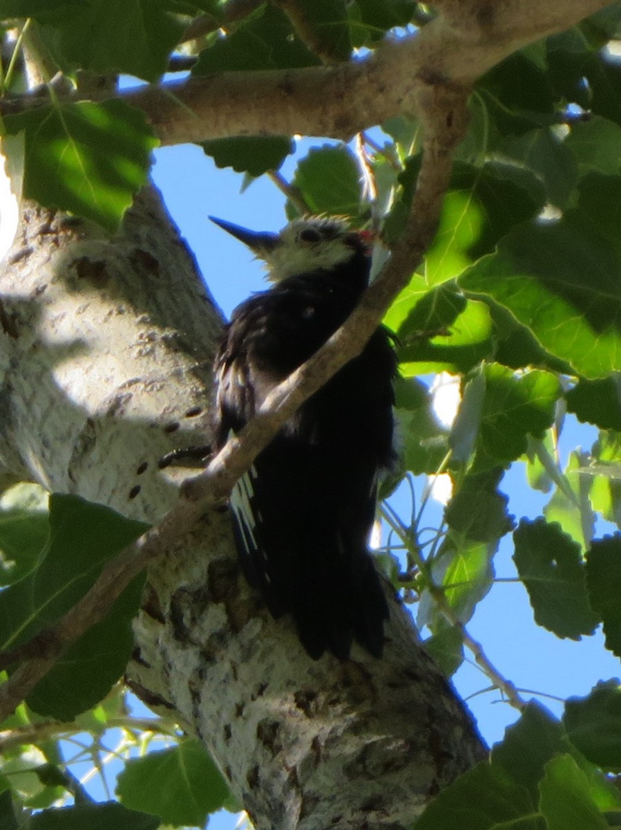 White-headed Woodpecker - ML608704488