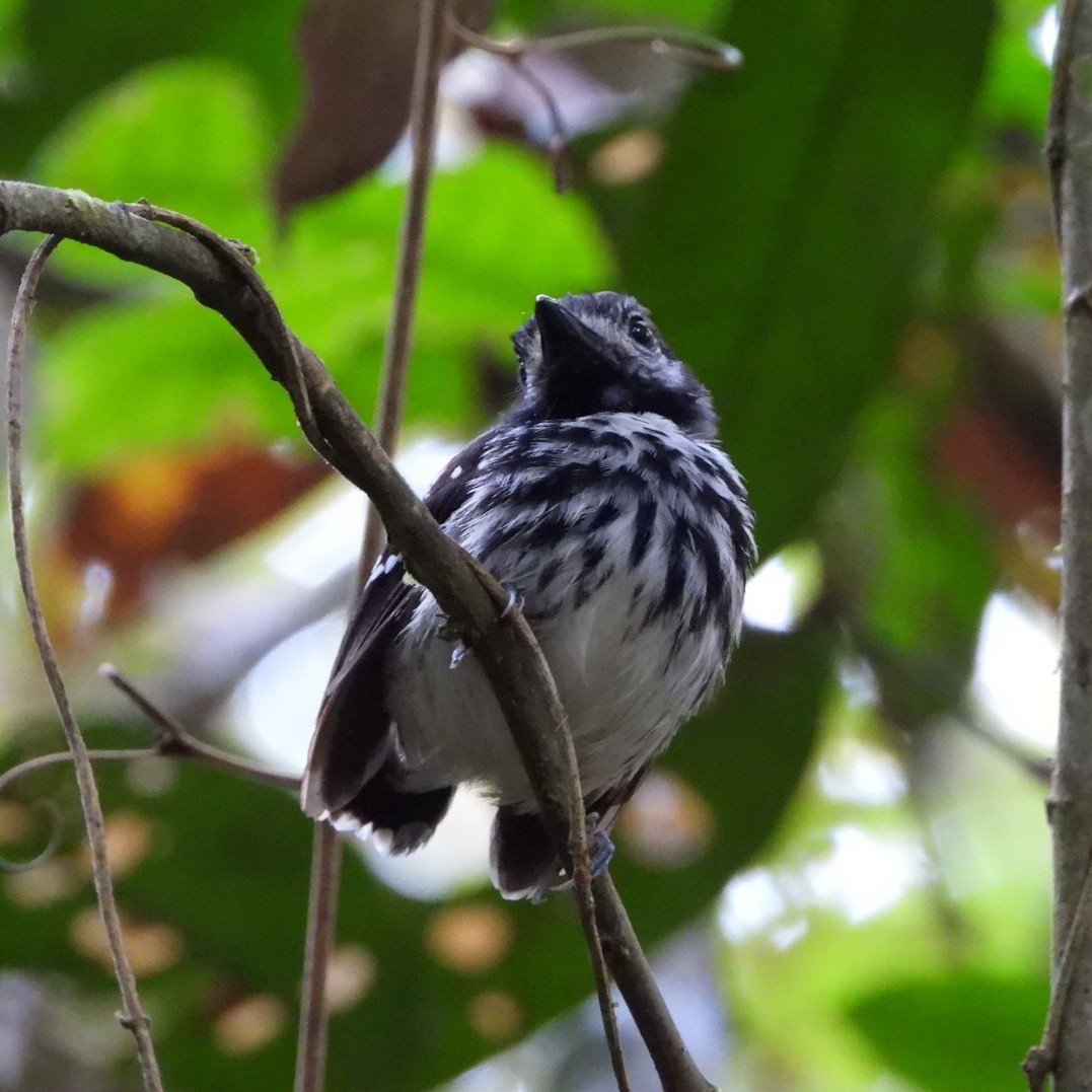 Dot-backed Antbird - Julio C. Tello - Ikam Expeditions