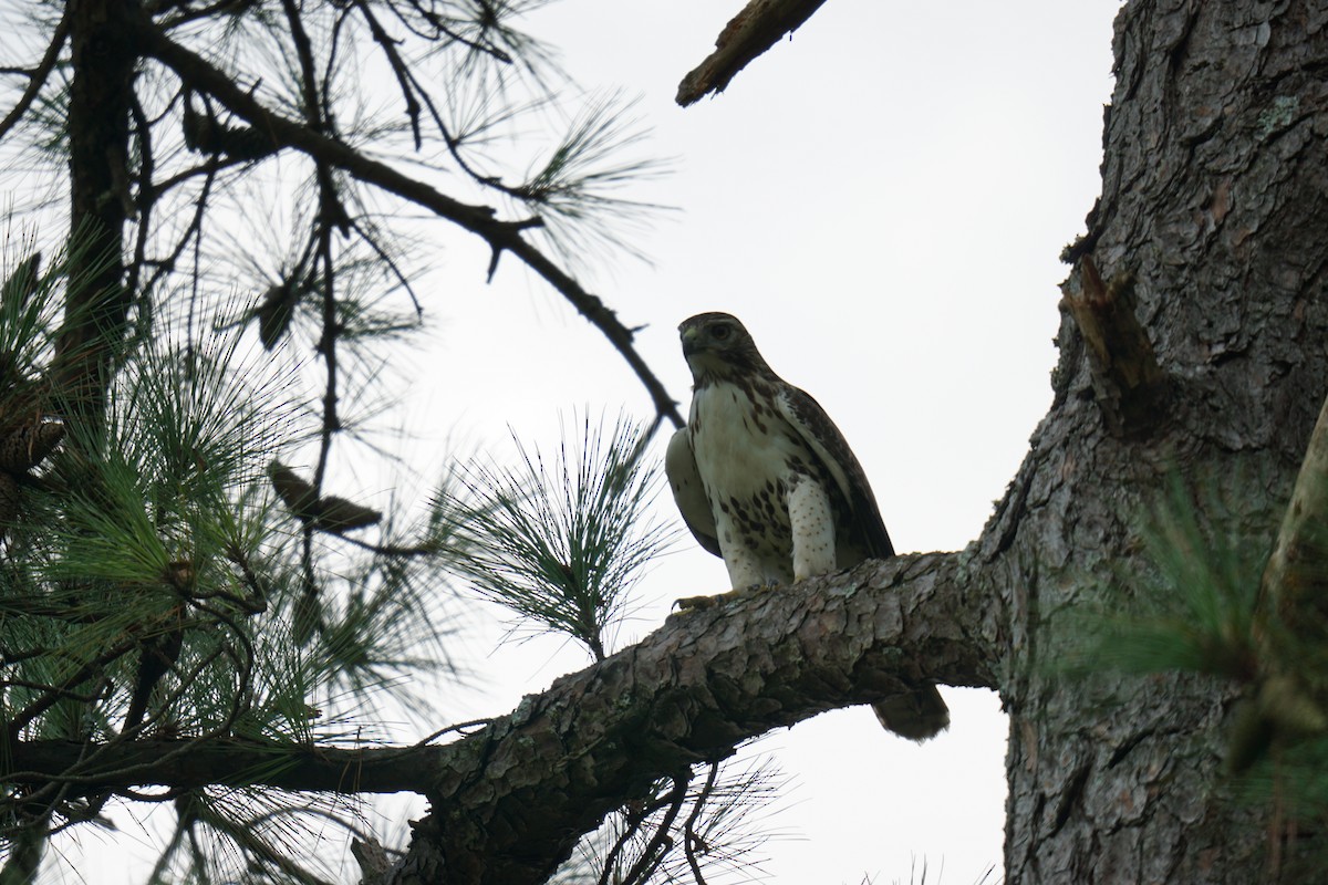 Red-tailed Hawk - ML608704976