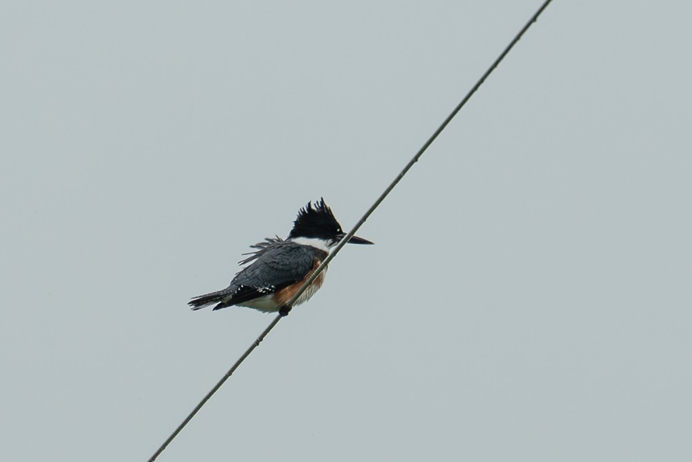 Belted Kingfisher - ML608705594