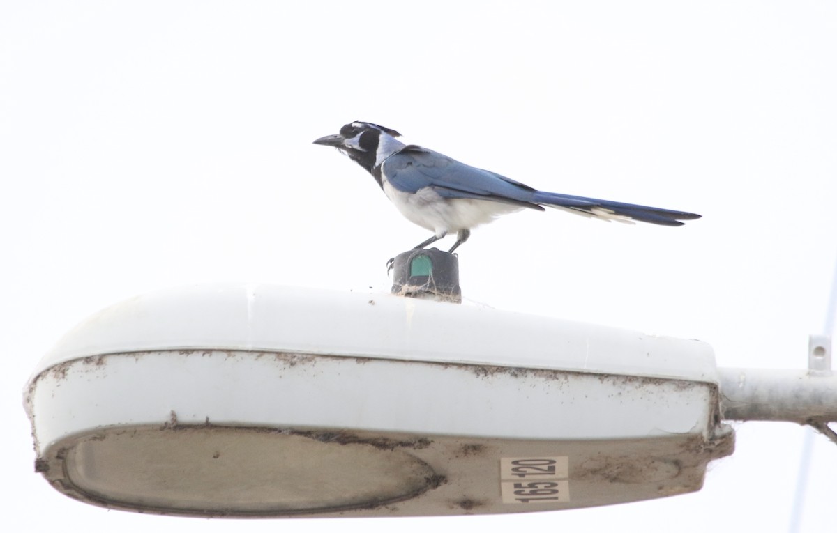 Black-throated Magpie-Jay - ML608706303