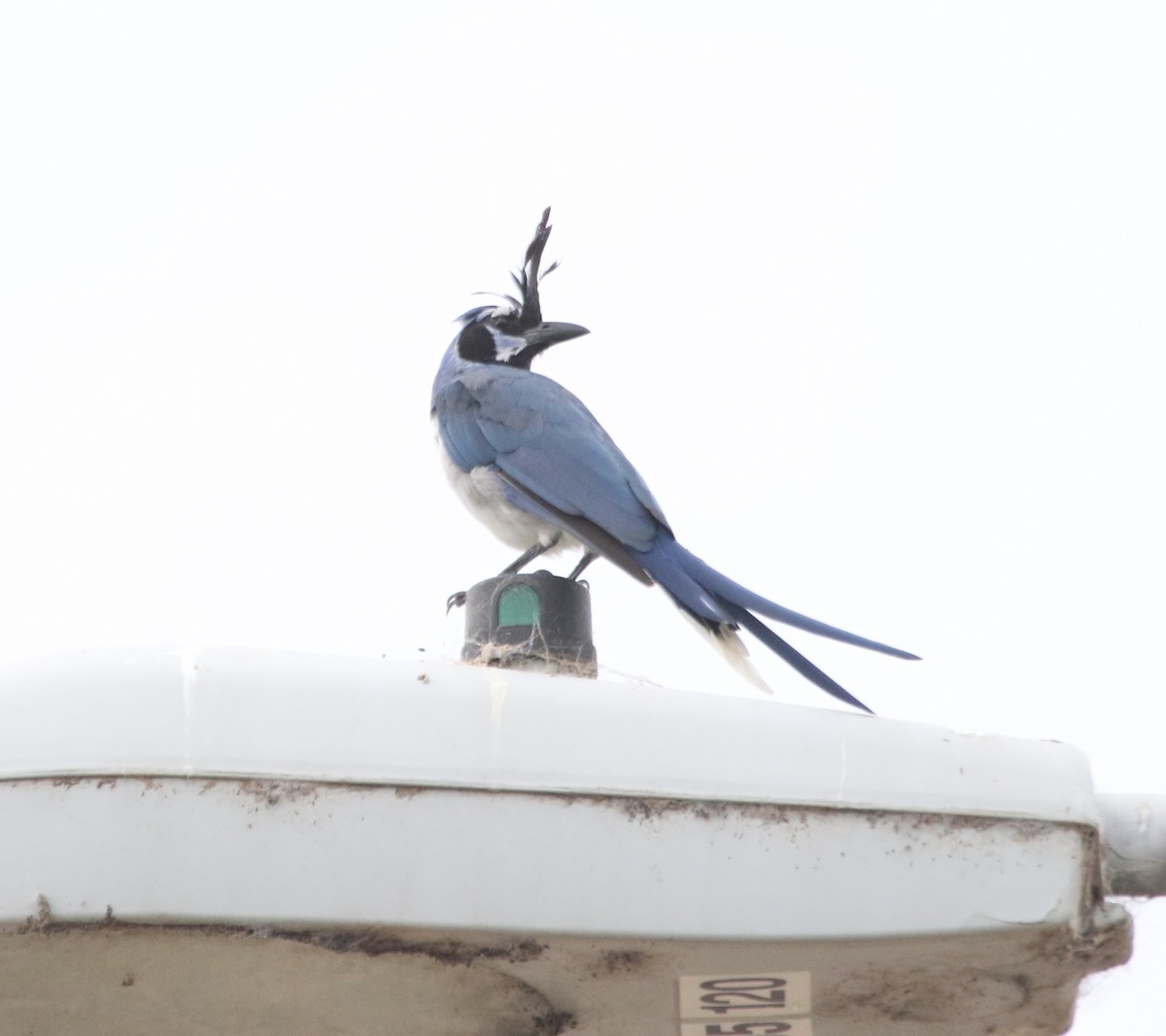 Black-throated Magpie-Jay - ML608706305