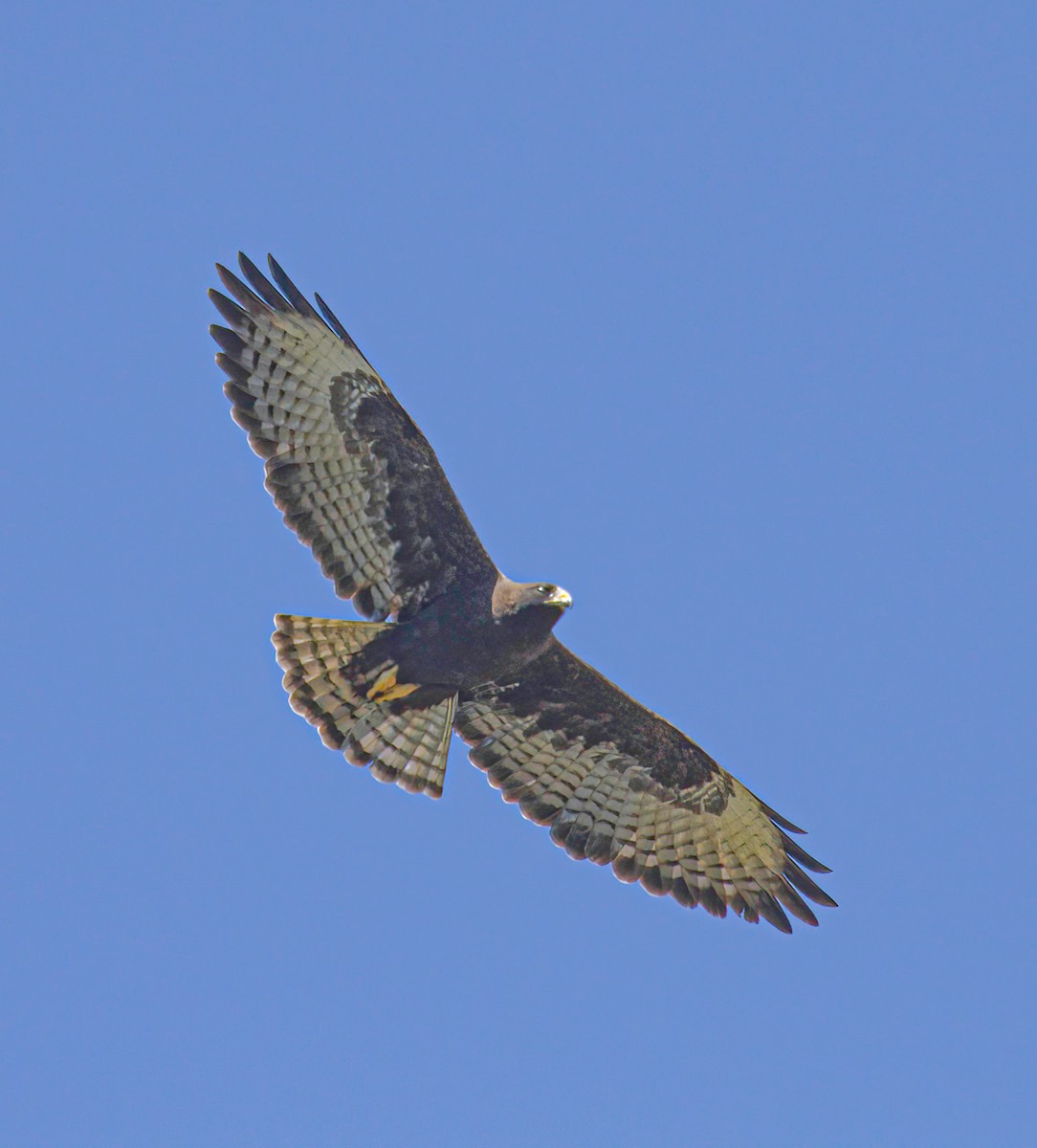 Short-tailed Hawk - ML608706479