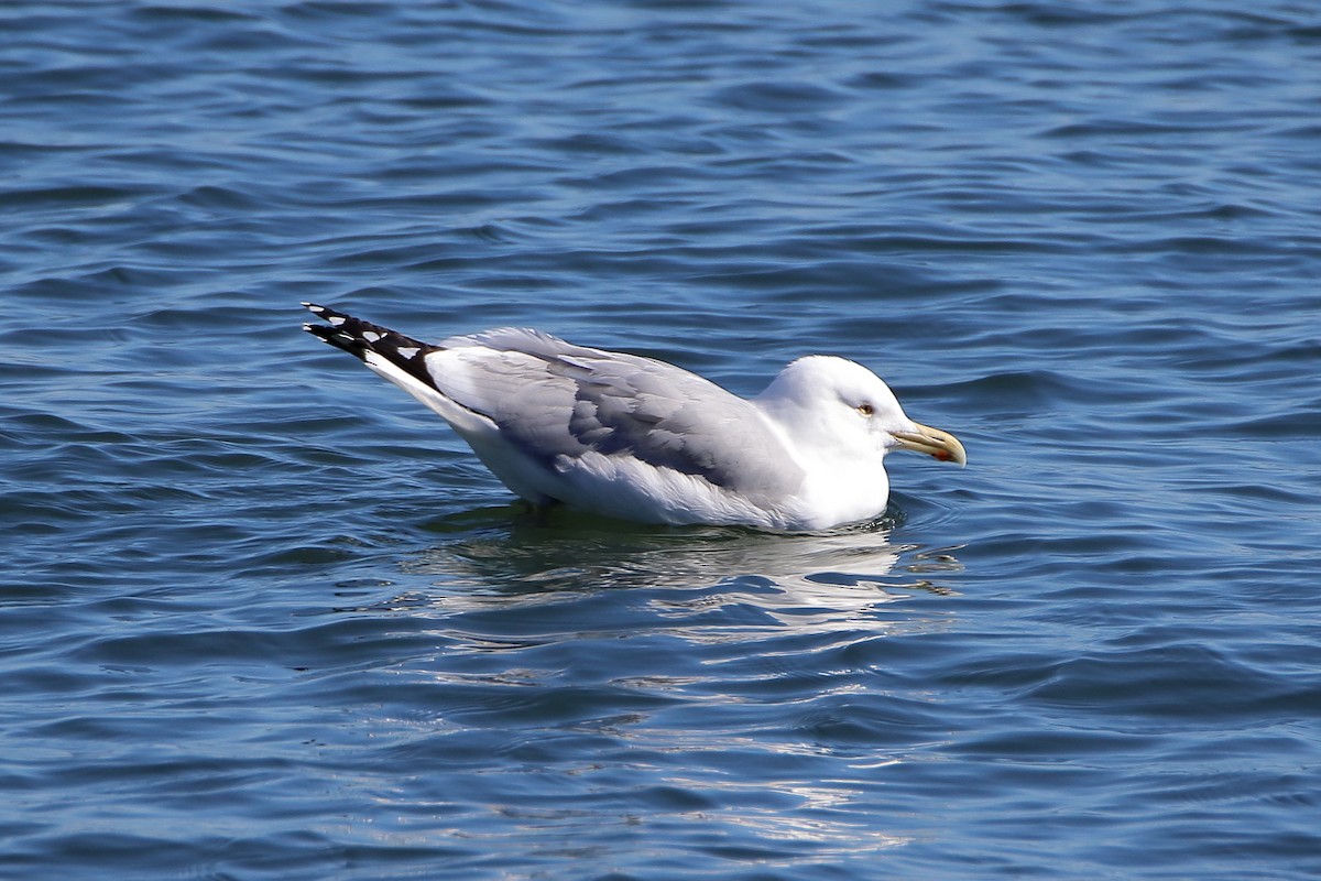 Herring Gull (American) - ML608706522