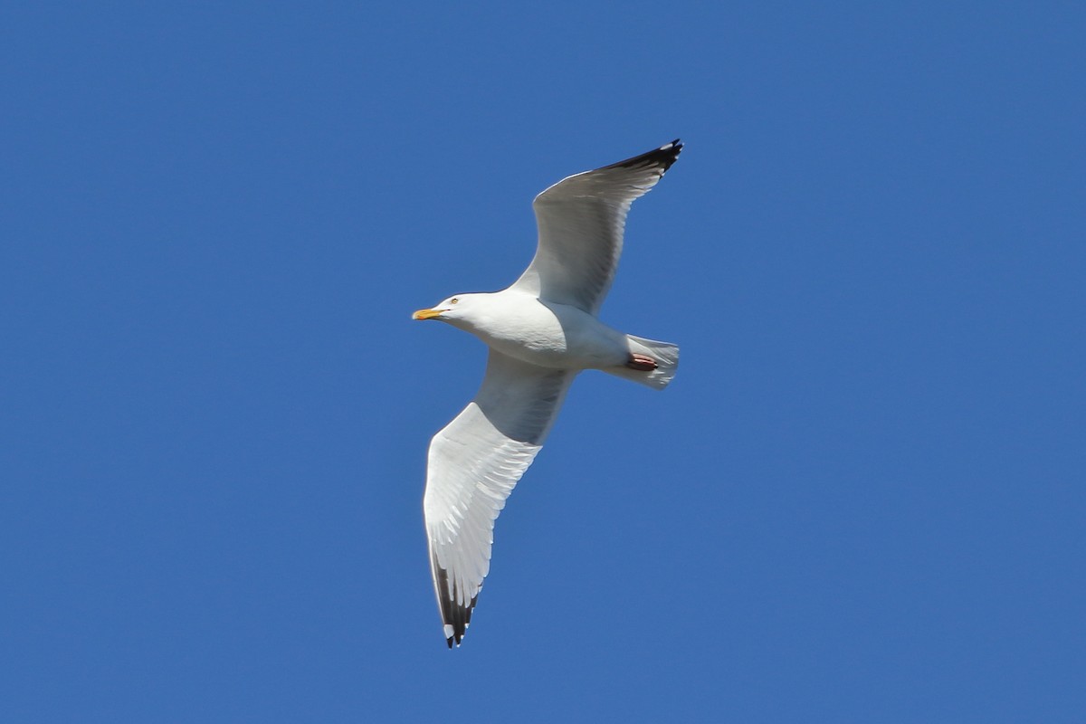 Herring Gull (American) - ML608706524