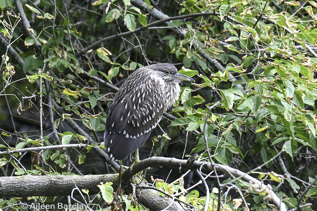 Black-crowned Night Heron - ML608706949