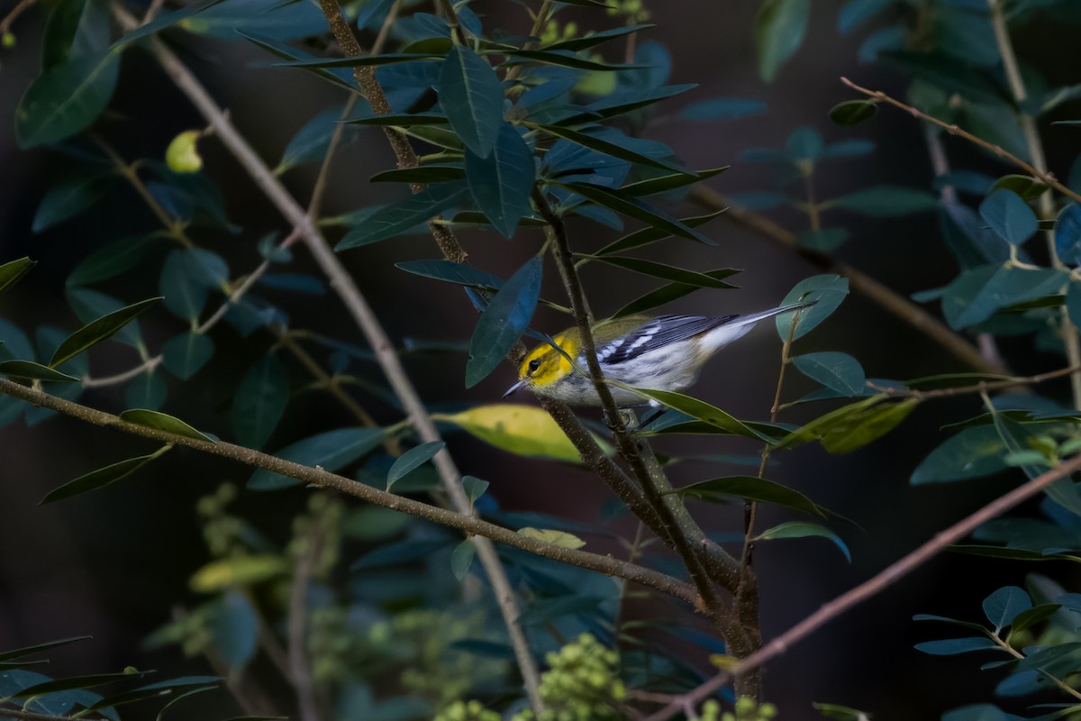 Black-throated Green Warbler - ML608707029