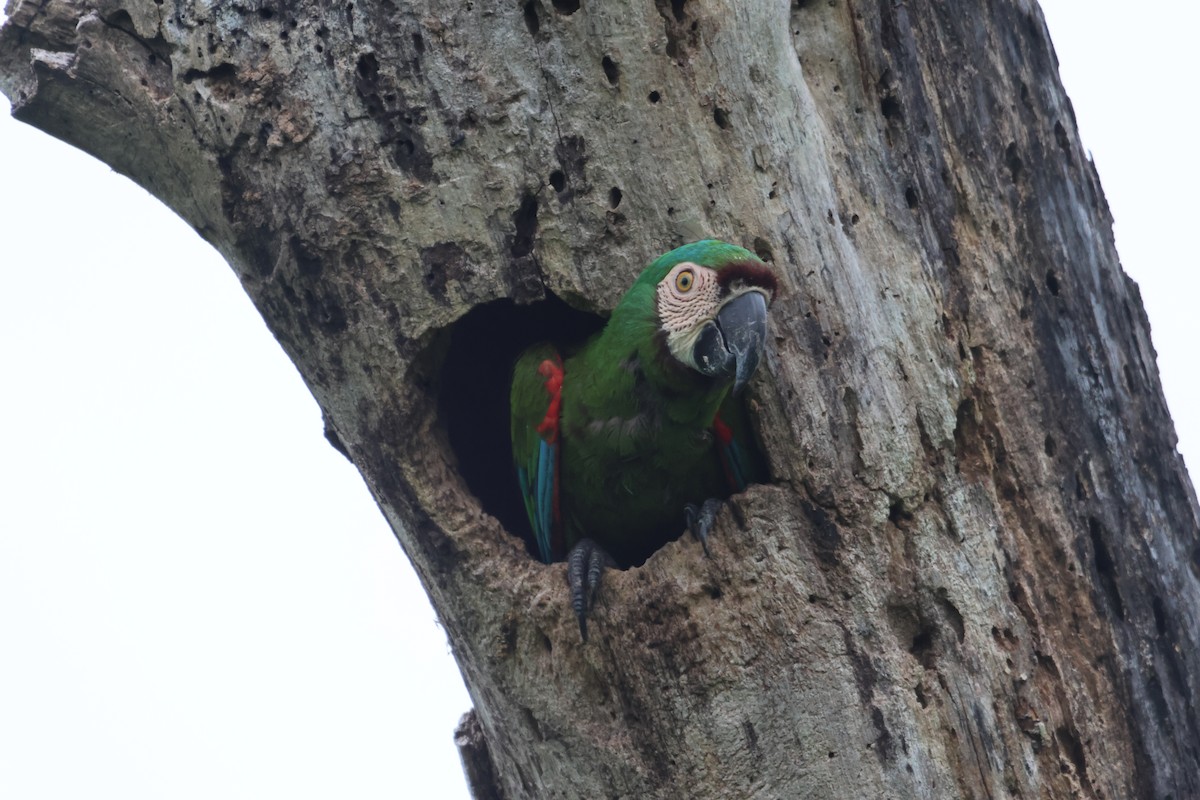 Chestnut-fronted Macaw - ML608707745