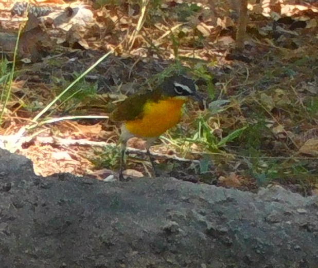 Yellow-breasted Chat - ML608707821