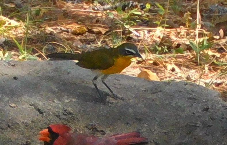 Yellow-breasted Chat - ML608707822